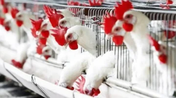 أسعار الدواجن والبيض اليوم الأحد مع كيلو البانيه بـ240 جنيهًا